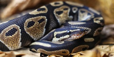 Найстаріша змія у світі: прожила вдвічі більше за родичів і привела потомство без самця