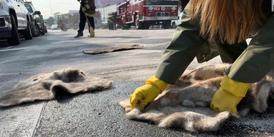 Ученые заявили, что волосы человека помогают поглощать разливы нефти