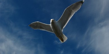 Крылатые рекорды. 7 примечательных птиц, живущих на реках Украины