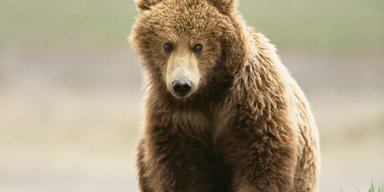 Обнаружено много сходства в поведении животных и людей, живущих бок о бок, – ученые