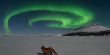 На уникальных фотографиях запечатлена лиса на фоне легендарных финских "лисьих огней" (фото)