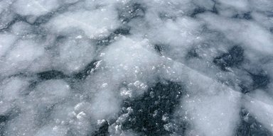 Нарвалы с датчиками впервые пробрались под ледники Гренландии: наткнулись на нечто тревожное