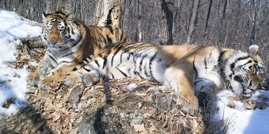 Тигр-сирота пройшов 200 км, щоб возз'єднатися з коханою з притулку, де вони виросли (фото)
