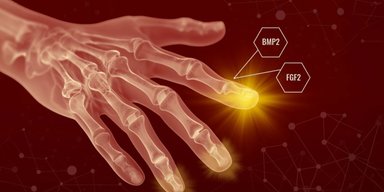 У человека есть скрытые регенеративные способности: их нужно только включить