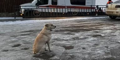 Собака четыре дня сидела на берегу реки: теперь стало известно почему (фото)
