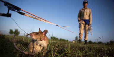 Лучше металлоискателей: как гигантские крысы помогают очищать Камбоджу от мин (фото, видео)