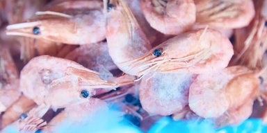 Світяться в ночі: люди схвильовані тим, що морепродукти, які ми їмо, випромінюють світло