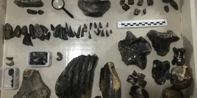 В Индонезии нашли 140000-летние кости Homo erectus: что узнали ученые (фото)