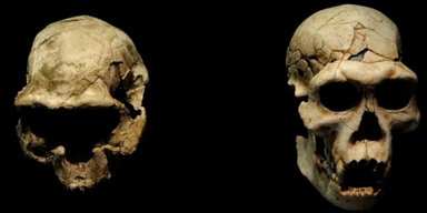Homo erectus не был первым видом человека, покинувшим Африку 1,8 миллиона лет назад