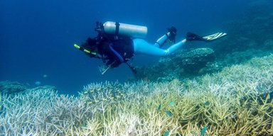 Половина всіх коралових рифів у світі спустошена: щось знищує їх останні три роки (фото)