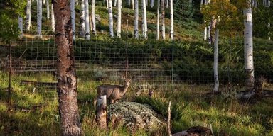 Організм вагою близько 6000 метричних тонн поїдають заживо: що здатне знищити гіганта
