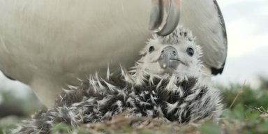 Зворушливий момент: учені показали, як альбатрос чистить пташеня гігантським дзьобом (відео)