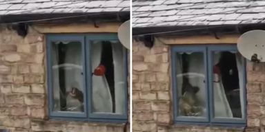 Мужчине позвонил сосед, когда заглянул в окно его закрытого дома (фото)