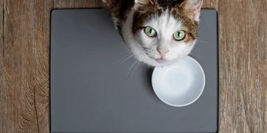 Чому коти полюблять їсти в нашій присутності: ветеринарка назвала неочікувану причину