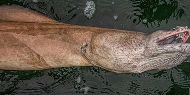 "Годзілла, друга стадія": рибалка витягнув із води величезного монстра із зубами мурени (фото)