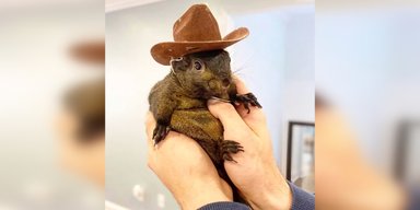 После "анонимных жалоб": в США усыпили знаменитую белку из Instagram (фото)