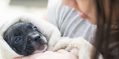 У Києві жінка викинула з вікна сьомого поверху цуценя: що сталося