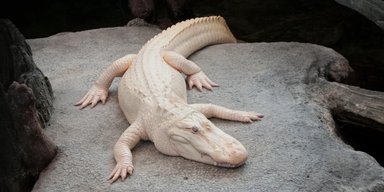 Король Сан-Франциско пав: знаменитий алігатор-альбінос помер у віці 30 років