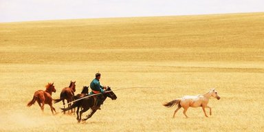 Настоящая лошадиная сила: археологи узнали, как одомашненные лошади распространились по всей Евразии