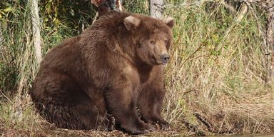 На Алясці шукають найтовстішого ведмедя: кому вдасться набрати велику масу напередодні сплячки