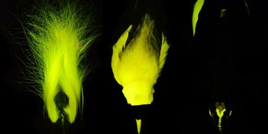 Світяться від кінчиків дзьобів до самих пальців ніг: виявлено, що райські птахи дуже дивні