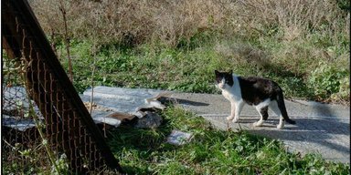 Операция "ГУР-КОТ": с острова Змеиный разведчики эвакуировали 15 котов (фото)
