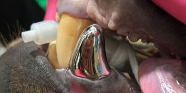 Бідний ведмедик втратив ікло, але увійшов в історію стоматології: поставили найбільшу коронку у світі