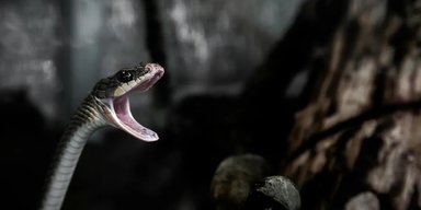 "С невинными глазами": мужчина нашел в мороженом ядовитую змею (фото)