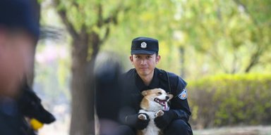 В Китае лишили премии корги-полицейского: спал на рабочем месте и мочился в миску с кормом
