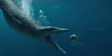 Знайдено череп морського чудовиська віком 150 млн років: несхожий ні на що інше (фото)