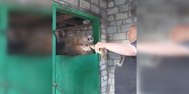 Кабан Едік заробляє гроші для себе та хазяїна: в TikTok зійшла українська зірка (відео)