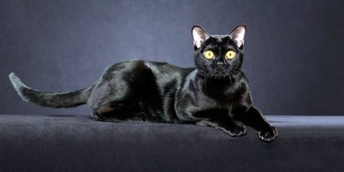6 пород кошек, которые меньше всего линяют (фото)