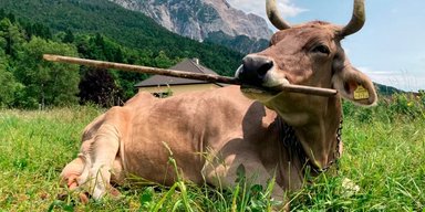 Нічого подібного не бачили раніше: уперше в історії корова використала інструменти (відео)