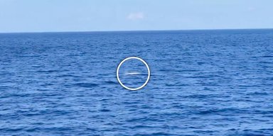 Справжній Мобі Дік. Біля берегів Карибського моря виявили рідкісного білого кашалота (відео)