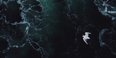 Води світового океану стають дедалі темнішими: "вікно світла" закривається з рекордною швидкістю (відео)
