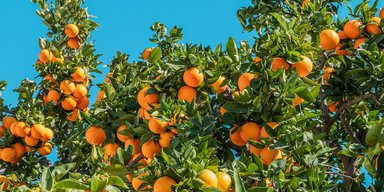 Популярный продукт может исчезнуть с полок: кризис цитрусовой индустрии уже начался, — СМИ