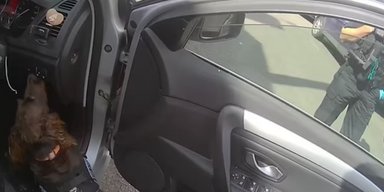 Полицейский пес вынюхал кокаин, который спрятали в носке (фото, видео)