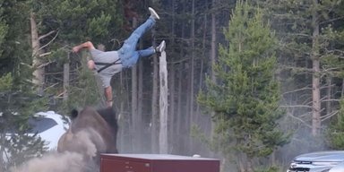 Идеальное сальто: разъяренный бизон подбросил пенсионера на 2,5 метра (видео)