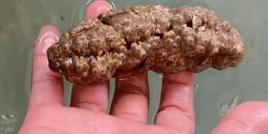 Хто живе на дні океану: морський гад, схожий на фекалії, допоможе побороти рак
