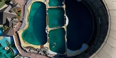 Двох косаток "кинули помирати" в покинутому морському парку: активісти б'ють на сполох