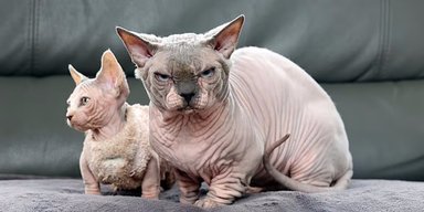 Без хвостов и с укороченными лапами: в мире растет количество кошек-Франкенштейнов (фото)