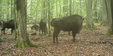 Охоту волков на зубров в древнем лесу впервые запечатлели на камеру: гиганты в опасности (видео)