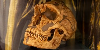 Неоспоримые доказательства коллапса: что-то истребило неандертальцев 110 000 лет назад