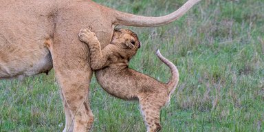Невдале зіткнення, закоханий кайман і жаб'яча вежа: найкращі фото Comedy Wildlife Photography Awards