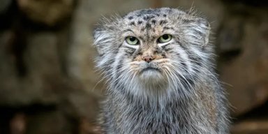 Палласов кот: один из древнейших видов кошачьих лает как собака и греет лапы хвостом (фото)