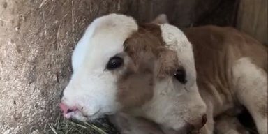4 глаза и 2 рта: редкий двухголовый теленок стал звездой в соцсетях (видео)