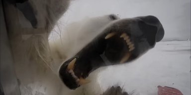 Автор видео, где его чуть не сожрал белый медведь, рассказал, как это было