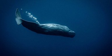 В Британії моряки прийняли кита за російські дрони: як так сталось, подробиці