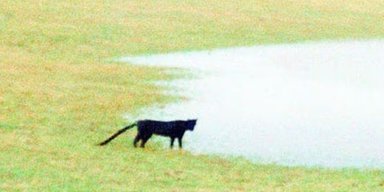 В Британии видели существо из легенд, которые вдохновили Конан Дойля на "Собаку Баскервилей"