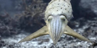 Найкращий ілюзіоніст океану: названо морську істоту, здатну загіпнотизувати здобич (відео)